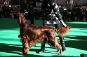 Crufts2011 092